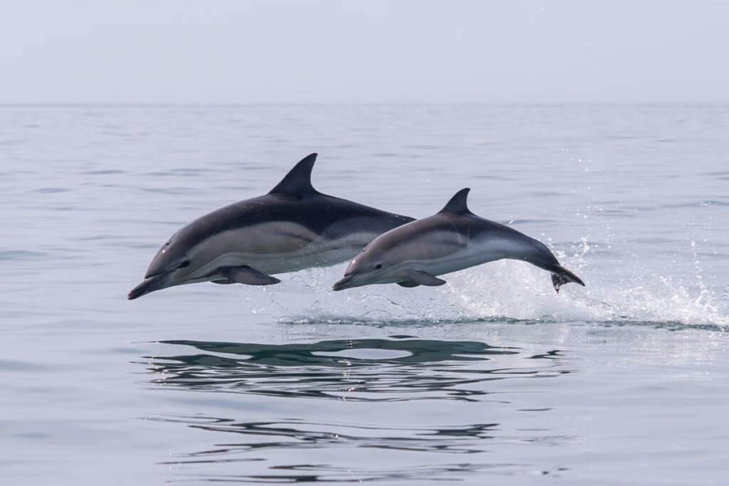 Cruise Image